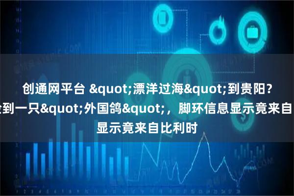 创通网平台 "漂洋过海"到贵阳？市民捡到一只"外国鸽"，脚环信息显示竟来自比利时