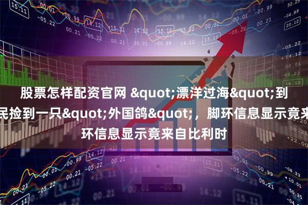 股票怎样配资官网 "漂洋过海"到贵阳？市民捡到一只"外国鸽"，脚环信息显示竟来自比利时