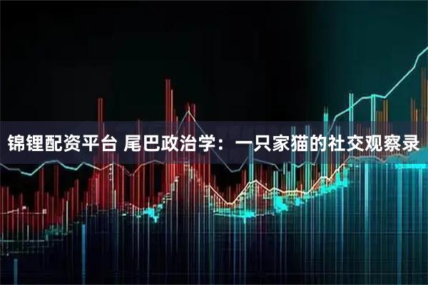 锦锂配资平台 尾巴政治学：一只家猫的社交观察录