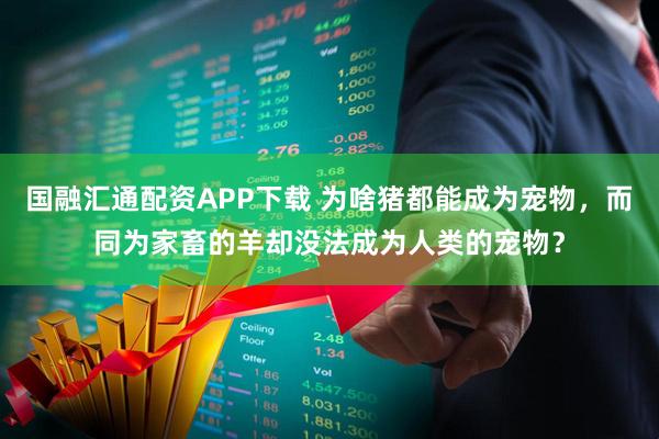 国融汇通配资APP下载 为啥猪都能成为宠物，而同为家畜的羊却没法成为人类的宠物？